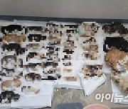 고양이 사체 500구 방치한 중증 치매 할머니 사연