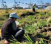 전북도 '완주 생강' 국가중요농업유산 '현장 행정' 펼쳐