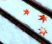 [고양이 눈] 가을과 겨울의 공존