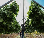 양구 대표 농특산물 시래기 수확 마무리 단계…내년 1월 출하