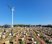 [르포]모래밭에서 키운 제주 당근, '케이크·주스'로 중국산 넘는다