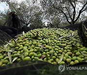 FRANCE AGRICULTURE OLIVE HARVEST