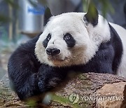 USA GIANT PANDAS ATLANTA