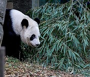 USA GIANT PANDAS ATLANTA