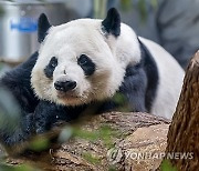 USA GIANT PANDAS ATLANTA