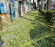 가을아, 왜 그래…거리 뒤덮은 ‘초록 낙엽’