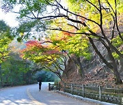 [포토친구] 서울남산단풍길