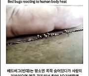 [SNS로 보는 세상] 빈대 포비아