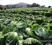 전북농협 10개 로컬푸드직매장서 김장재료 할인판매행사