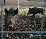 Wild Pigs-Northern Threat