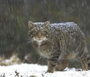 [사이언스샷] 멸종 위기의 스코틀랜드 들고양이, 과학으로 살린다