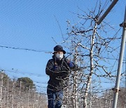 과수화상병 예방 위해 파주시, 농가 전체에 화상병 대응 소독 약품 지원