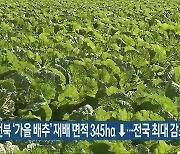 전북 ‘가을 배추’ 재배 면적 345ha ↓…전국 최대 감소