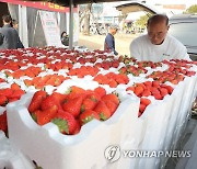 충남 지역특화 대표작목은 딸기…딸기연구소서 현판식