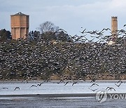 HUNGARY ANIMALS WILD GEESE