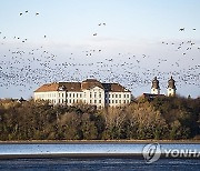 HUNGARY ANIMALS WILD GEESE