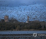 HUNGARY ANIMALS WILD GEESE