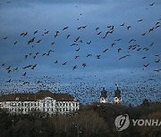 HUNGARY ANIMALS WILD GEESE