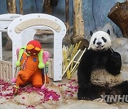 CHINA-HAINAN-HAIKOU-GIANT PANDA (CN)