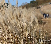 억새꽃 핀 제주 새별오름