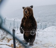 [포토] '첫눈 맞으며 찰칵'…웃음 짓는 코소보 불곰