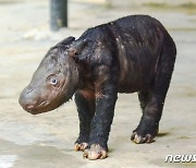 멸종위기 수마트라코뿔소 인니서 순산…전세계 80마리 불과