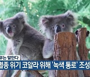 [기후는 말한다] “멸종 위기 코알라 위해 ‘녹색 통로’ 조성”