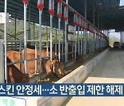 럼피스킨 안정세…소 반출입 제한 해제