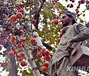 PAKISTAN-PESHAWAR-PERSIMMONS-HARVEST