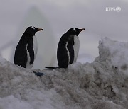 [지구촌 포토] 펭귄 섬에 찾아 온 낯선 손님은?