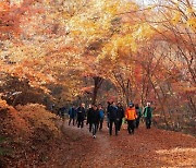 영암군, 백룡산 단풍나무 숲길 걸으며 가꿔