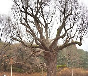 구리시 아천동서 1200년 은행나무 ‘당산제’ 열려