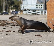 USA CALIFORNIA ANIMALS