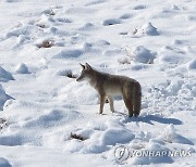 Coyote Killing Cyanide Bomb Ban