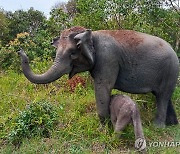 코끼리부터 코뿔소까지…인니서 멸종위기종 새끼 잇따라 태어나