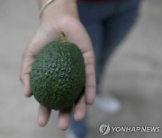 미국인 '아보카도 사랑'에…멕시코 숲이 죽어간다