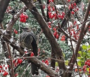 눈 맞는 직박구리