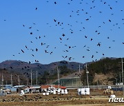 경주 진앙지에 날아든 까마귀 떼