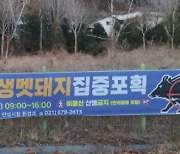 [경기] 안성시, 멧돼지 포획 위해 비봉산 탐방로 통제