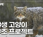 [이영완의 Scope] 멸종 위기의 스코틀랜드 들고양이, 과학으로 살린다