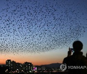 "울산의 명물, 떼까마귀 군무 즐겨요" 태화강에 생태해설장 운영