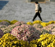 [포토] 국화향기 가득한 카이스트