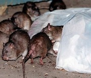 [월드 톡톡] 뉴욕 ‘개만한 쥐’ 공포… 연봉 2억원 킬러 공채