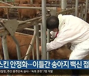 럼피스킨 안정화…이틀간 송아지 백신 접종