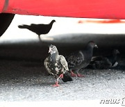 "새가 나를 피했어야지"…일본서 비둘기 치어죽인 택시 운전사 체포