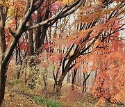 [포토친구] 향기로운 단풍나무 길