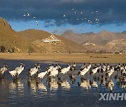 (InTibet)CHINA-XIZANG-LHASA-BLACK-NECKED CRANES (CN)