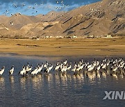 (InTibet)CHINA-XIZANG-LHASA-BLACK-NECKED CRANES (CN)