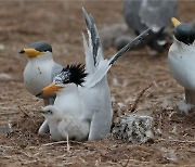 전세계 딱 100마리 뿐인 '이 새'…영광 육산도에 살림 차렸다