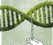 유전자 가위는 GMO와 다를까,  최초의 유전자 편집 샐러드 등장 [홀리테크]